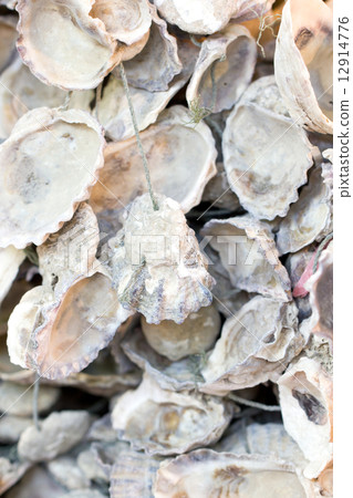 Open oyster shells with rope. 12914776
