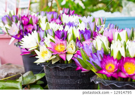 Bunches of water lilies in the market. 12914795