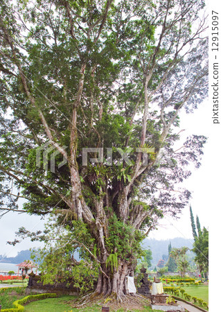 Sacred tree at a temple on lakes Beratan. Bali. Indonesia 12915097