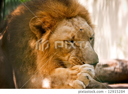 lion 12915284