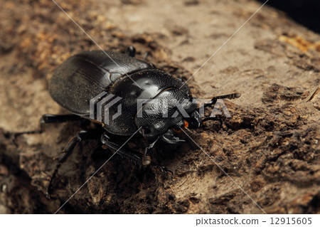 Stag beetle 12915605