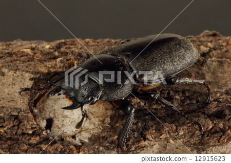 Stag beetle Stag beetle 12915623