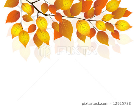 Maple leaves scenery 12915788