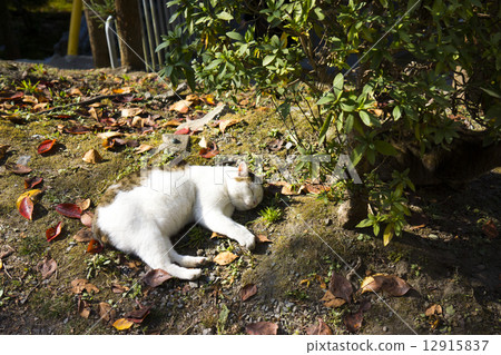 貓:日本鮑勃尾巴 貓:日本鮑勃尾巴 12915837