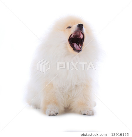 White pomeranian puppy dog isolated on white background White pomeranian puppy dog isolated on white background 12916135
