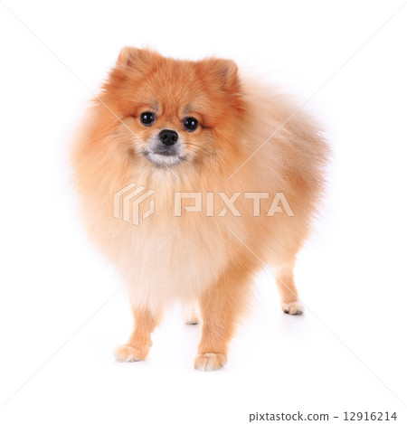 pomeranian dog isolated on white background, cute pet in home pomeranian dog isolated on white background, cute pet in home 12916214