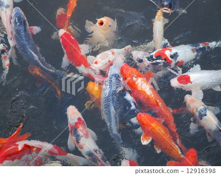 A group of Nishikigoi 12916398