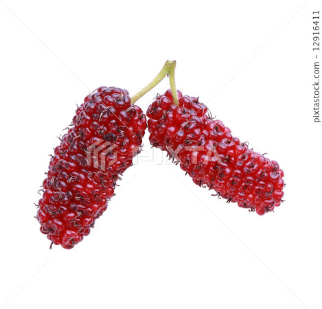 mulberry fruit isolated on white background 12916411