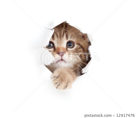 little cat looking up in paper side torn hole isolated 12917476