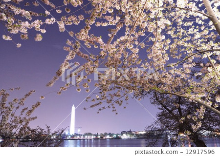 Cherry blossoms at night in Washington DC, USA 12917596