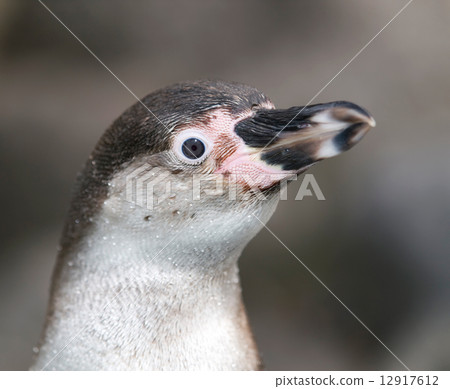 Head of penguin 12917612