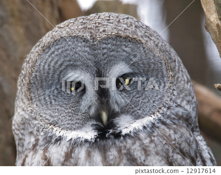 Great grey owl Great grey owl 12917614
