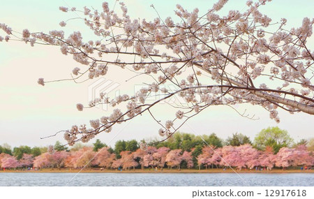 Cherry blossoms in full bloom in Washington DC, USA 12917618