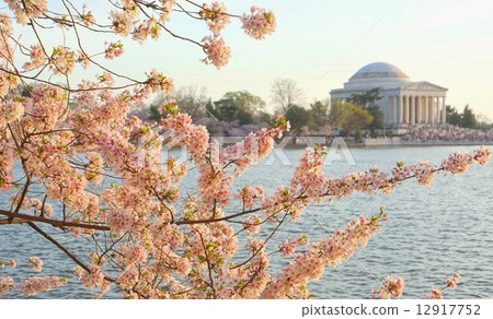 Sakura and Jefferson Memorial in full bloom, Washington DC, USA 12917752