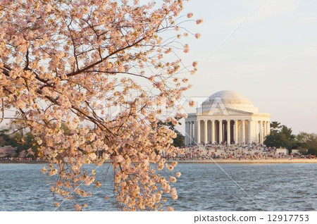 Sakura and Jefferson Memorial in full bloom, Washington DC, USA 12917753