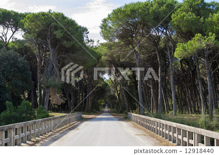 Road through San Rossore Regional Park, Italy 12918440