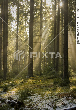Carpathians wood 12918508