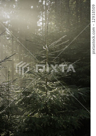 Shining winter fir 12918509