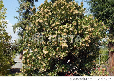 Stag beetle 12918786