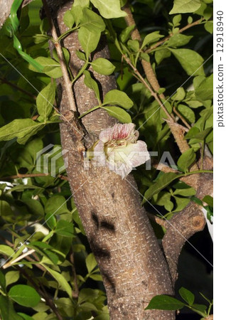 Clownfish / flowers Clownfish / flowers 12918940