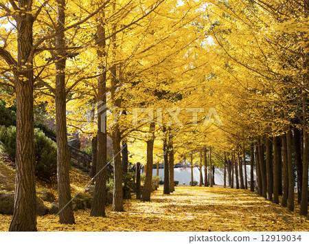 銀杏（札幌西岡公園） 12919034