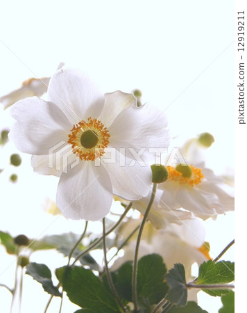 Shumayigiku在窗邊微笑（切花） 12919211