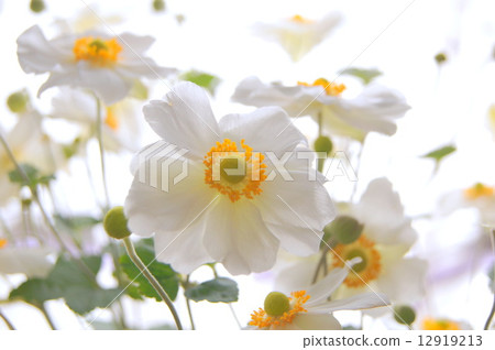 Shumayigiku smiling at the window side (cut flowers) 12919213