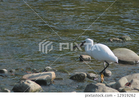 Kojiki與魚 Kojiki與魚 12919262