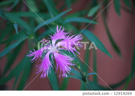 Nagisa no Hana 12919269