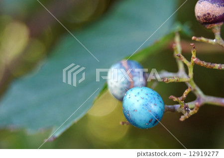 A field grapevine coloring in a brighter color A field grapevine coloring in a brighter color 12919277
