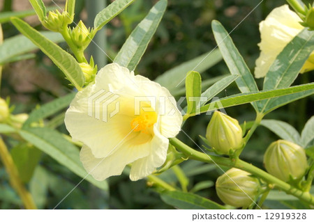 Yellow Roselle Field (Herb) 12919328