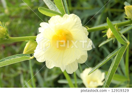 黃玫瑰茄田(草本植物) 黃玫瑰茄田(草本植物) 12919329