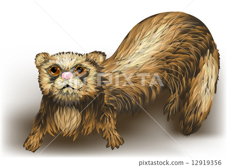 ferret ferret 12919356