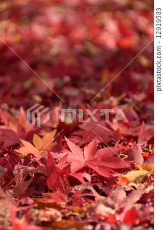 Leaves and leaves of autumn leaves and ground Leaves and leaves of autumn leaves and ground 12919583