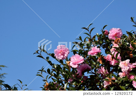 Pink Sasanqua and blue sky copyspace Pink Sasanqua and blue sky copyspace 12920172