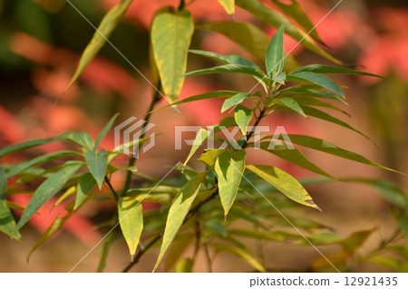 Kuroomotsu leaves 12921435