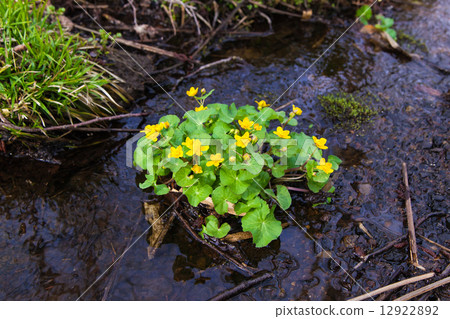 Yamano Kusumi Ryukikinka 12922892