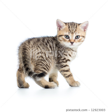 playful kitten cat isolated on white 12923003
