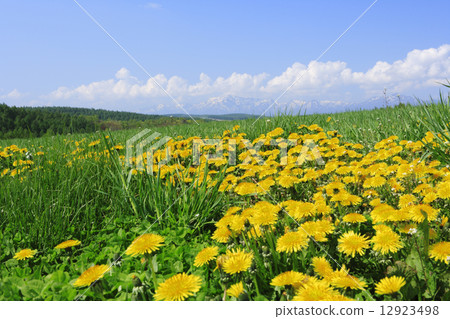 富良野市北海道蒲公英 12923498