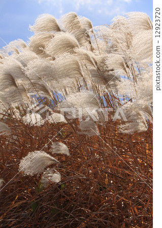 In winter, cold wind "dying withered" In winter, cold wind "dying withered" 12923720