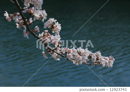 為三豐市的城市樹（在戶田町Togawa Dam Park）選擇的櫻花 12923741