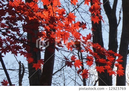 紅色的葉子 紅色的葉子 12923769
