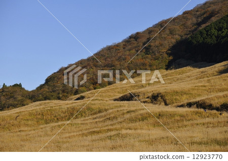 金色的Susuki草原 12923770