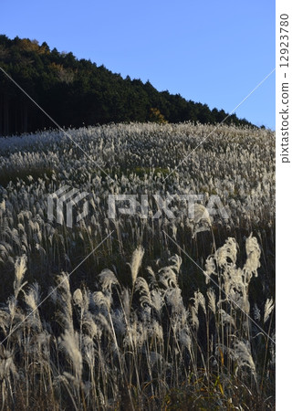 Late autumn's Susuki prairie 12923780
