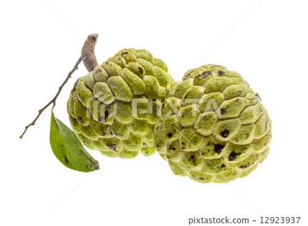 Noni fruit 12923937