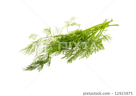 Dill branch 12923975