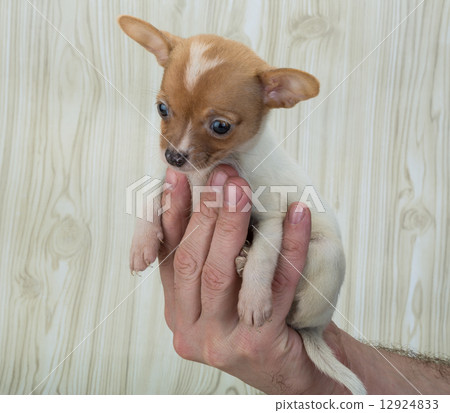 Chihuahua Chihuahua 12924833