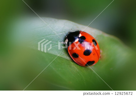 Ladybird 12925672