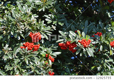 Pyracantha fruit 12925735