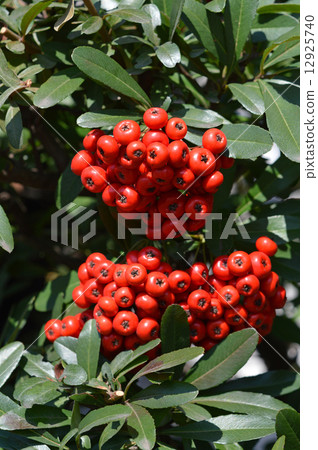 Pyracantha fruit 12925740